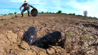 awesome fishing skills! catch underground monster catfish come out from hold after rainy by hand