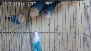 Lovebird Blue Series Color: Difference WITH COBALT AND VIOLET COLOUR