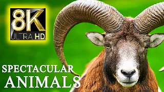 SPECTACULAR ANIMALS 8K TV HDR 60FPS ULTRA HD - Relax Music with Real Nature Sounds