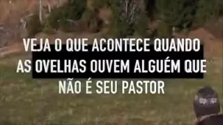 O que acontece quando as ovelhas não ouvem o seu pastor?