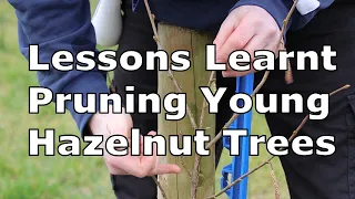 Pruning & Training Young Hazelnut Trees | How I decided on Heading, Leader, Terminal & Thinning Cuts