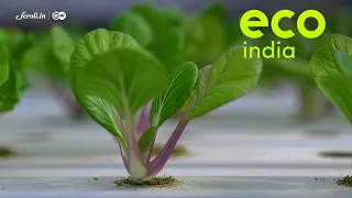 Eco India: Research says residential markets of Hydroponics has seen a 50% growth since the lockdown