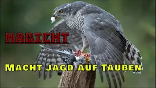 Hawk vs pigeons | spectacular bird of prey attacks