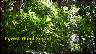 Forest Wind | Trees Swaying In The Wind | Rumbling Leaves - Relaxing Wind Sounds & White Noise