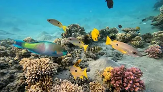 The best of red SEA Marsa Alam , Delfine, Schildkröten, Anemonen Fische und vieles mehr 🐟🐢