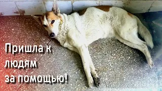 🔴Собака умирала лёжа  у двери столовой / хотела есть но не могла даже встать /help save the dog