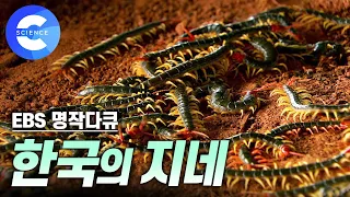 흥미로운 동물 '지네' | 🦎 도마뱀, 두꺼비와의 대결 | 능력자 '지네'의 반전 매력