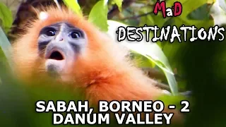 Sabah, Borneo - 2: Danum Valley