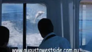 Dolphins Jumping on Cruise