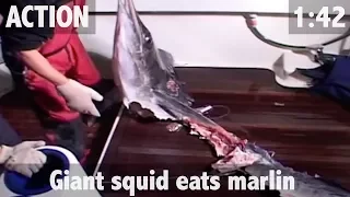 GIANT SQUID ATTACK! MARLIN RIPPED TO SHREDS