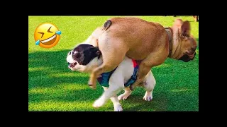 Funniest Cats And Dogs Videos 😁 - Best Funny Animal Videos 2024 🥰#38