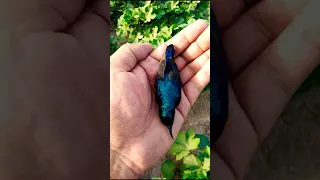 Hummingbird Sleeping in my hand | MR.KABULY