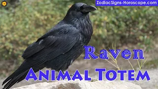 Raven Animal Totem - Raven Spirit Animal Meaning, Symbolism, Dream of the Raven Totem