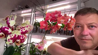 РАССТАЮСЬ с орхидеями минус 14 орхидей в ноябре