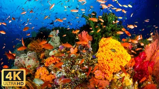 [НОВОЕ] Потрясающие подводные кадры 4K + музыка за 11 часов-Редкая и красочная морская жизнь