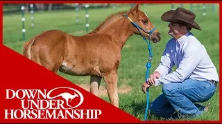 Clinton Anderson: Foal Training - Downunder Horsemanship