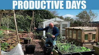 POTATOES, BEANS, CARROTS, ONIONS, ALLIUM LEAF MINER