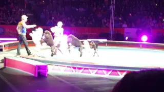 Dogs show ringling brothers.