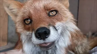 Lovely and Friendly Fox named Vasilisa