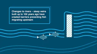 What is a fish pass and how does it work?