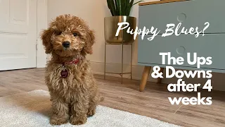 4 weeks in my new home - my conclusion as a puppy | Toy Poodle Lotti