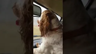 #shorts  Русский спаниель на охоте на оленя 🐾Russian spaniel on a deer hunt