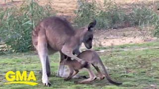 Watch what happens when an adorable baby kangaroo tries to go in the wrong pouch | GMA