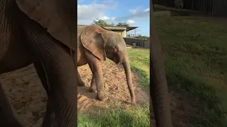 Baby Elephant Khanyisa & Her Orphanage Family of Sheep, Dogs & Humans ☀️