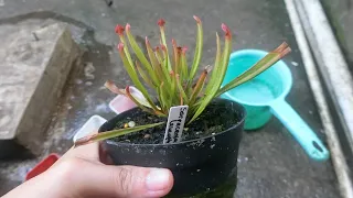 PISAH ANAKAN SARRACENIA LEUCOPHYLLA!!