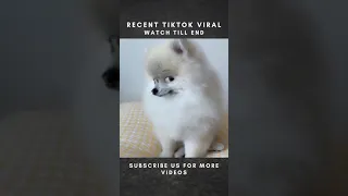 Pomeranian puppies| funny puppies| cute puppies| puppies tiktok#shorts videos