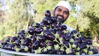 Brinjal Masala Recipe || Eggplant curry for 200Orphan kids || Nawabs kitchen