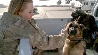 Military Working Dogs In Afghanistan