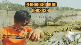 UDANG GALAH BABON MASUK DALAM PERANGKAP IKAN INI||NELAYAN SUNGAI SIAK #fishtrap