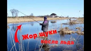 Как ловить щуку после схода льда? Жор щуки перед нерестом!