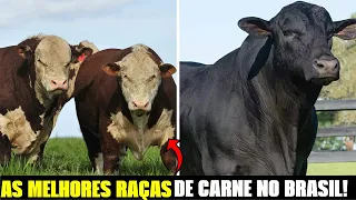 CONHEÇA as 7 PRINCIPAIS RAÇAS de GADO DE CORTE no BRASIL! #fazendaeboi