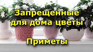 Запрещенные для дома цветы. Приметы.