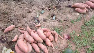 Digging for gold! Sweet Potato Harvest 2023 Foothills of Appalachia ⭐️please like and subscribe ⭐️