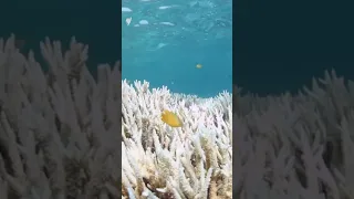 Mass coral bleaching hits Great Barrier Reef for the fifth time in eight years