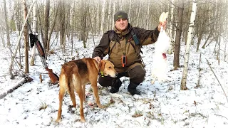 Заяц вышел в лобовую, чуть с ног не сбил! Охота на зайца с Русскими гончими.