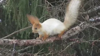 Что белка ищет на лиственнице? What does a squirrel look for on larch?