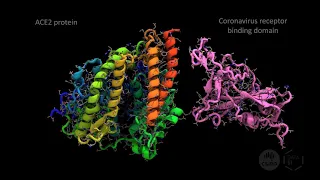 Modelling Coronavirus binding to the human ACE2 receptor