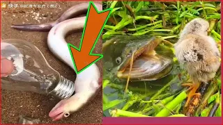 New  Catching Seafood 🦐🦀 Deep Sea Octopus (Catch Crab, Catch Fish) - Tik Tok China #26  - (1080 H