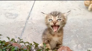 1 Kitten Is Crying For Mama And Meowing So Loudly Other Kitten Is Happy Without Mom Cat