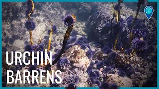 Urchin Barrens in West Coast Sanctuaries