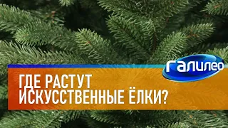 Галилео 🎄 Где растут искусственные ёлки?