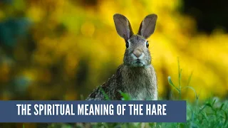The Spiritual Meaning of the Hare | Modern Animist