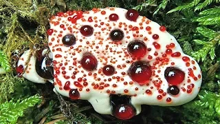 WEIRDEST Plants on Earth