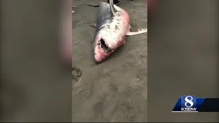 Great white shark carcass washes up on Aptos beach