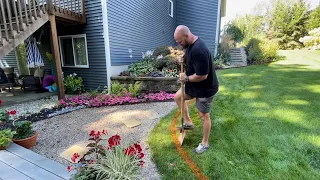 Digging Sod and Planting Overwintered Boxwoods Around My Pool Deck