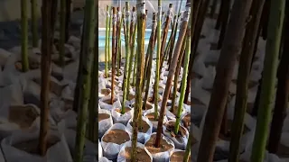 Method of grafting rose in China